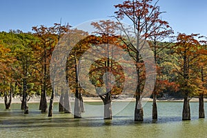 The magnificent autumn red and orange needles of the group of cypresses Taxodium distichum on the lake in Sukk