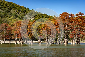 The magnificent autumn red and orange needles of the group of cypresses Taxodium distichum on the lake in Sukko