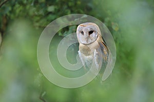 Magnificent Barn Owl perched on a branch in the garden (Tyto alba)