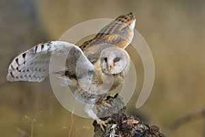 Magnificent Barn Owl perched on a stump in the forest (Tyto alba)