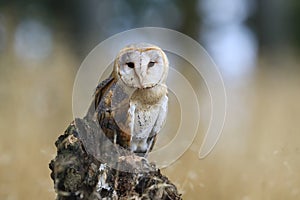 Magnificent Barn Owl perched on a stump in the forest (Tyto alba) . Western barn owl in the nature habitat.