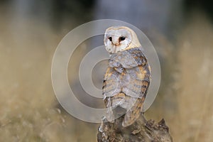 Magnificent Barn Owl perched on a stump (Tyto alba)