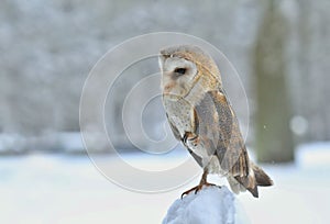 A magnificent Barn Owl (Tyto alba) perched on a wooden post with snow on a winters morning.