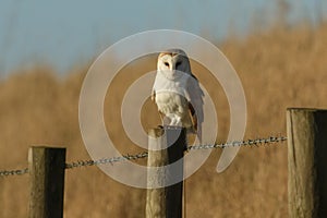 A magnificent Barn Owl Tyto alba perched on a wooden post on a sunny winters morning.