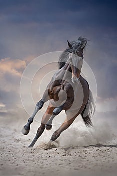 Magnificent bay stallion run photo