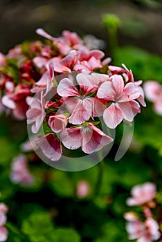 Magnifico bellissimo fiori mio giardino 