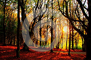Magnificent beech tree forest of Canfaito natural reserve with the setting sun touching some autumn colored foliage