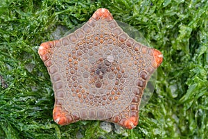 MAGNIFICENT BISCUIT SEASTAR