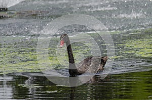 Black Swan in the lake at Gympie photo