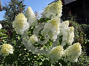 magnificent blooming snow-white bush of panicle hydrangea variety Vanille Fraise