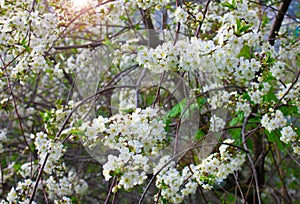 Magnificent blossom of a cherry in the spring. white beautiful flowers on the branches of a bush. flowers, buds, green leaves