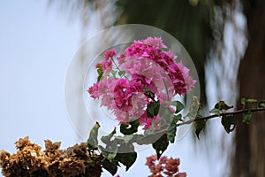 Magnificent bouquet soft pink Bougainvillea