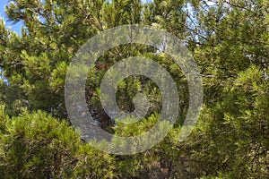Magnificent branches of pine-tree