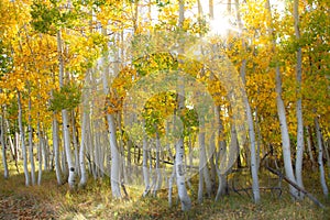 Magnificent bright colored aspen trees with a sunburst in the autumn.