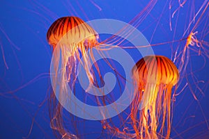 Magnificent bright exotic jellyfishes