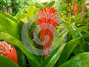 Magnificent bromelia red flowers in the tropical garden. Darwin, NT Australia