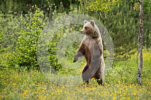 Magnificent brown bear standing erect in forest in summer. photo