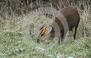 A magnificent buck Muntjac Deer, Muntiacus reevesi, feeding in a field at the edge of woodland on a snowy winters day.