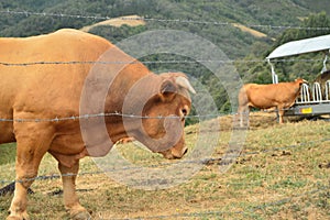 Magnificent Bull Grazing In Rebedul Meadows In Lugo. Animal Landscapes Nature.