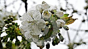 The magnificent bunch of white apple flowers on the branch with drops of rain.