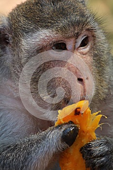 Portrait of a cambodian macaque eating a delicious mango, this macaque is missing a hand. photo