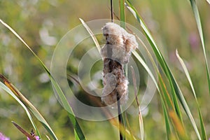 Magnificent cattail in full sowing period