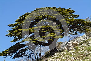 A magnificent Cedar of Lebanon tree in the Shouf Biosphere Reserve mountains, Lebanon