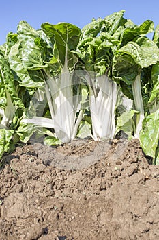 Magnificent chard plants at organic farm