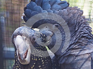 Magnificent Charismatic Charming Red-Tailed Black-Cockatoos.