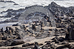 The magnificent colony Brown fur seal, Arctocephalus pusillus, Cape cross, Namibia