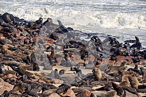 The magnificent colony Brown fur seal, Arctocephalus pusillus, Cape cross, Namibia