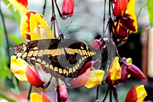 Magnificent and colorful butterfly from the Amazon rain forest of Ecuador