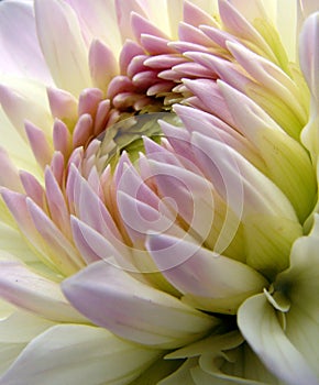 Magnificent Dahlia