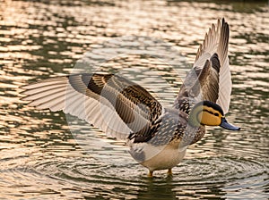A magnificent duck glides through the serene water with its wing