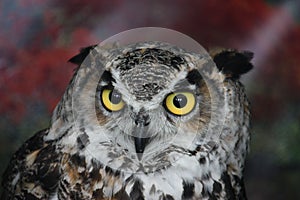 A magnificent eagle owl