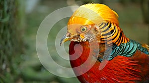 Magnificent elegant male of Chinese Red Golden pheasant, Chrysolophus Pictus outdoors. wild exotic bird in real nature