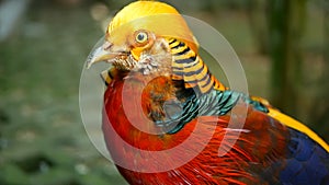 Magnificent elegant male of Chinese Red Golden pheasant, Chrysolophus Pictus outdoors. wild exotic bird in real nature
