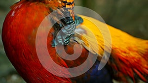 Magnificent elegant male of Chinese Red Golden pheasant, Chrysolophus Pictus outdoors. wild exotic bird in real nature