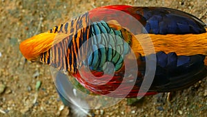 Magnificent elegant male of Chinese Red Golden pheasant, Chrysolophus Pictus outdoors. wild exotic bird in real nature