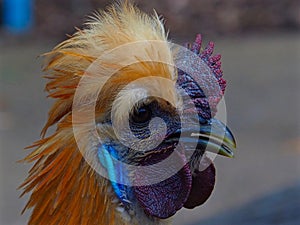 Magnificent Entrancing Fabulous Silky Rooster with Bold Flamboyant Features.