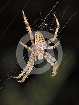 A magnificent example of a garden spider sits in its web