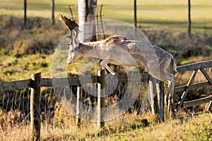 A Magnificent Fallow Deer Buck - Dama dama, jumping over a fence.