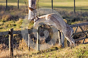 A Magnificent Fallow Deer Buck - Dama dama, about to jump a parkland fence.