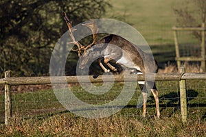 A Magnificent Fallow Deer Buck - Dama dama, about to leap over a parkland fence.