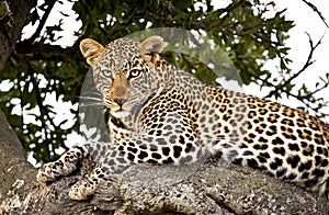 A magnificent female leopard lying in tree