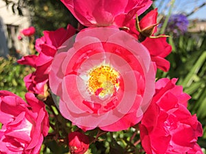 Magnificent flower blooming under sunlight. photo