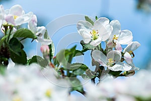 A magnificent flowering branch of an apple tree on a blue background