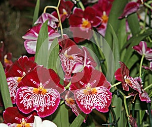 Magnificent flowering of the miltonia Orchid in Burgundy color with an elegant white pattern.