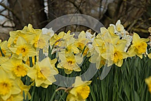 Magnificent flowers with a yellow lively color. Front view