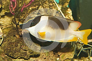 Magnificent Foxface or Rabbitfish in Aquarium
